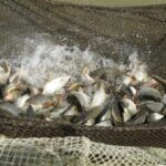 Балық шаруашылығы – өңір экономикасын дамытудың маңызды бағыты (4-бөлім)